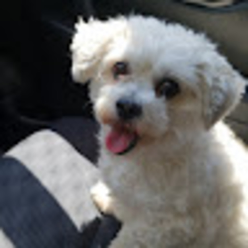 Meet your Posher, Sandy
